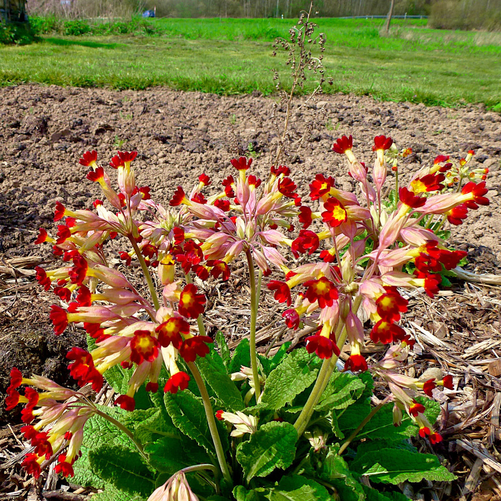 Frühlings-Schlüsselblume, rot