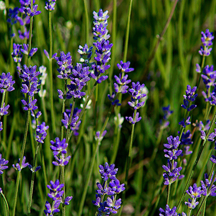 Lavendel