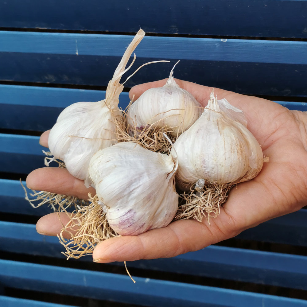 Knoblauch Liborius