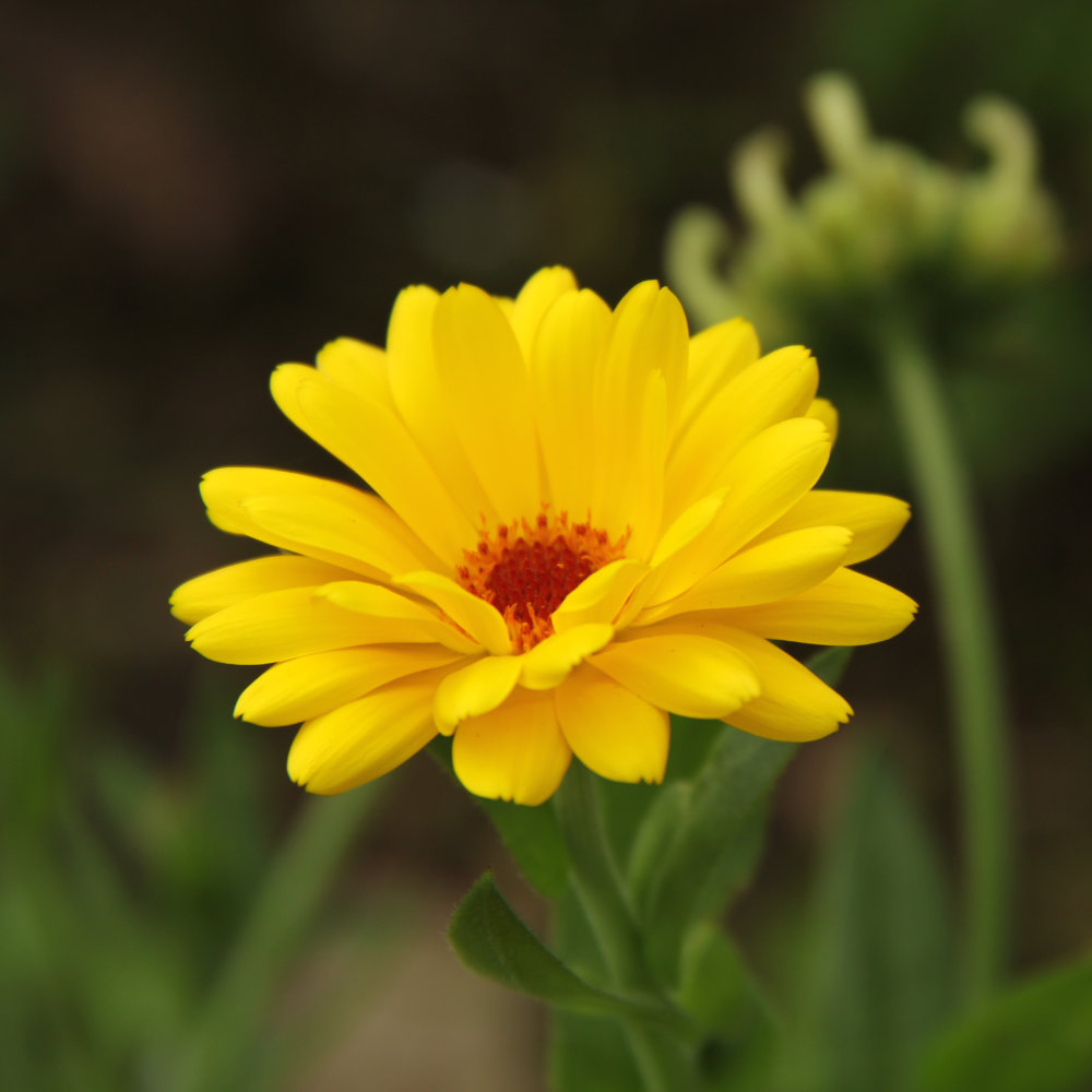 Ringelblume, traditionelle Form