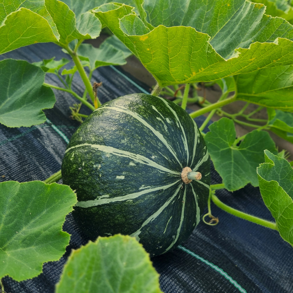 Kürbis Green Hokkaido