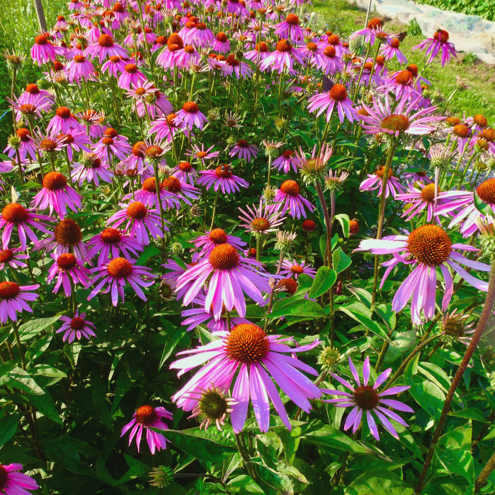 Echinacea, Roter Scheinsonnenhut