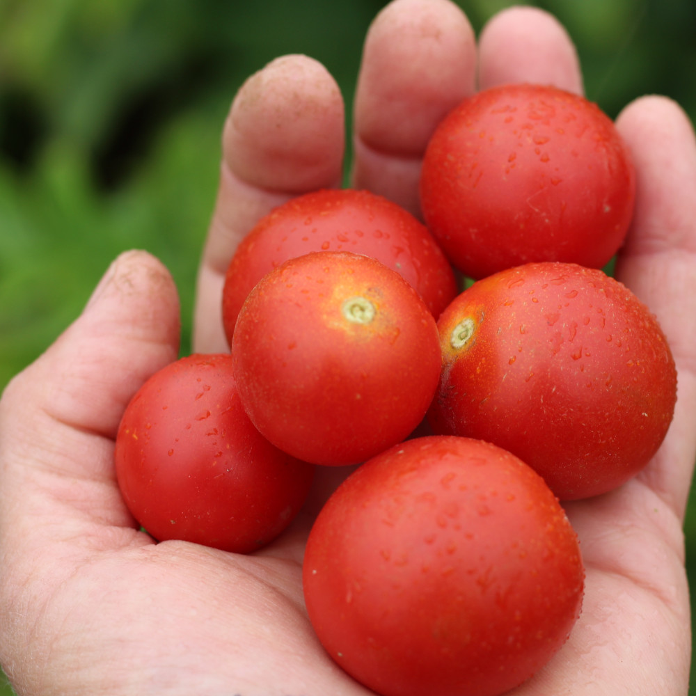 Cocktailtomate Cerise Rot
