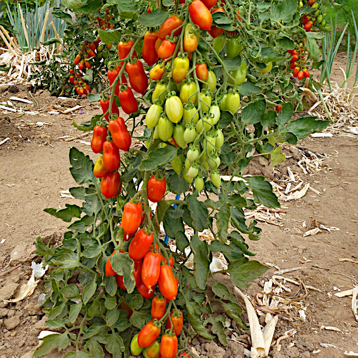 Cocktailtomate Datterino