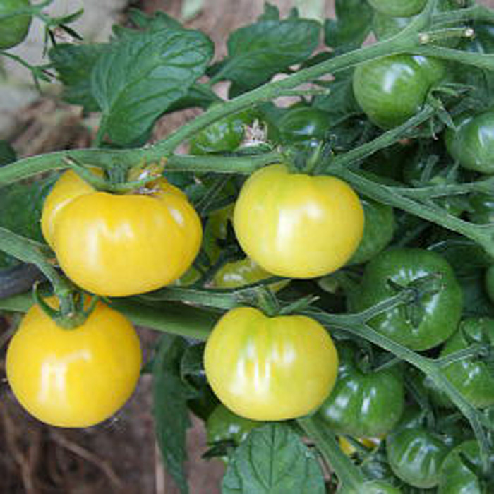 Cocktailtomate Zitronentraube