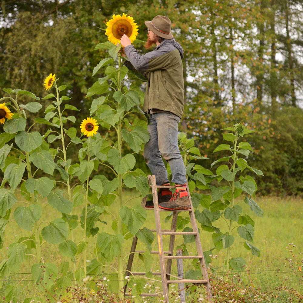 Riesensonnenblume