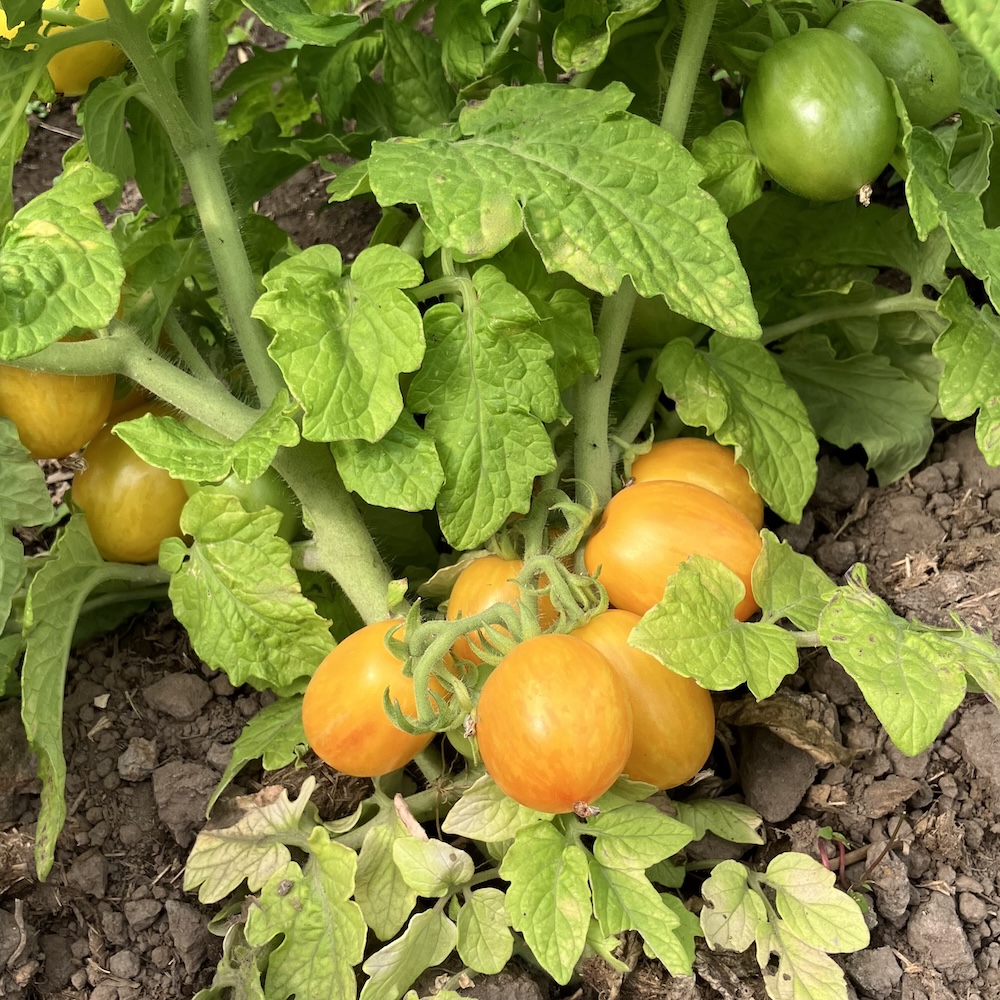 Buschtomate Tigerette Cherry