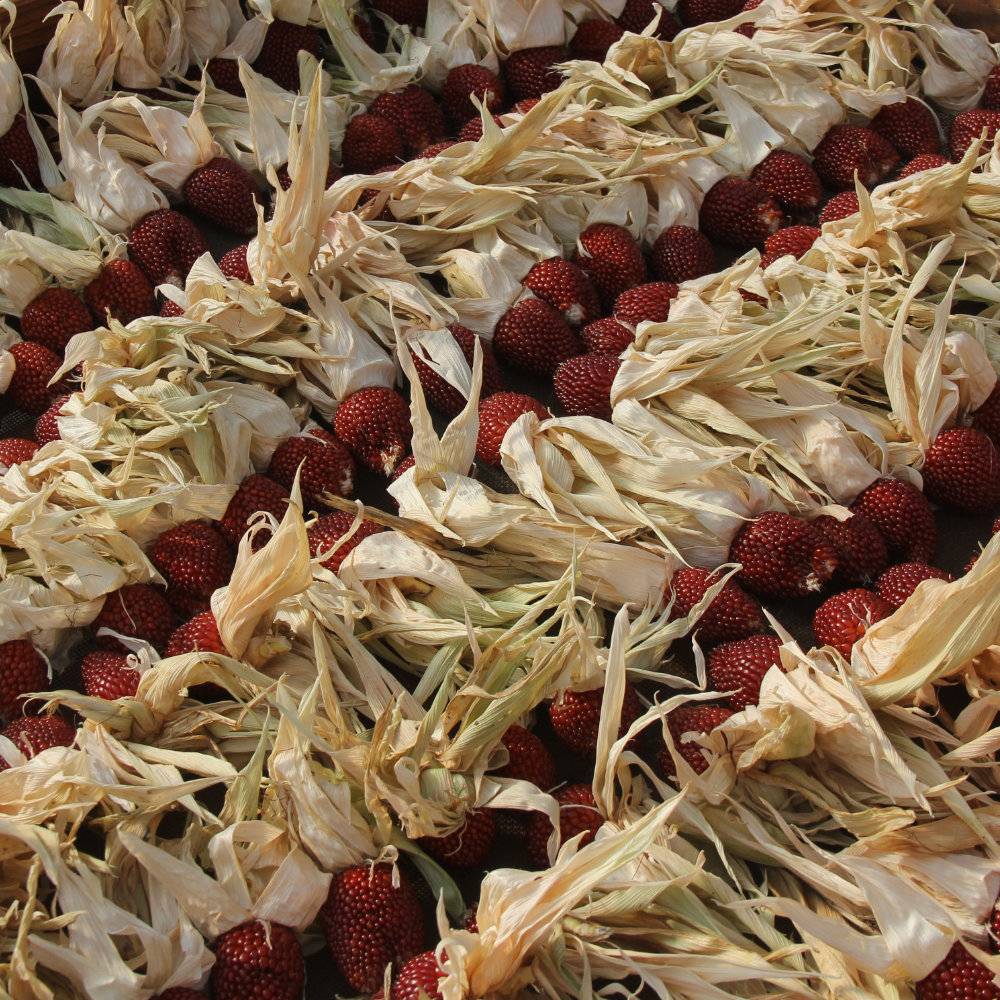 Roter Popp-Mais Erdbeermais