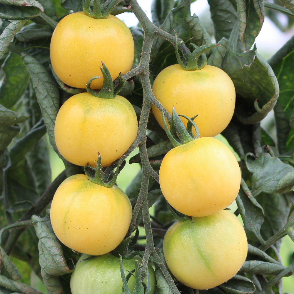 Salattomate Weißer Pfirsich