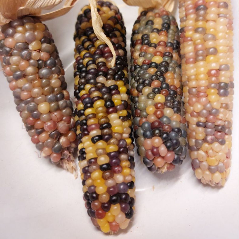 Bunter Popp-Mais Color Pearls