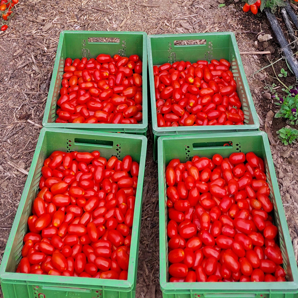 Cocktailtomate Datterino