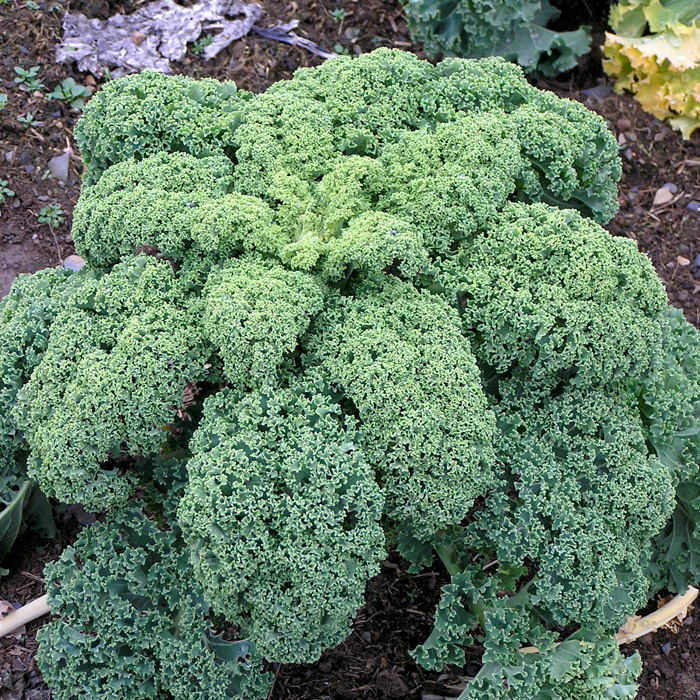 Grünkohl Halbhoher Grüner Krauser