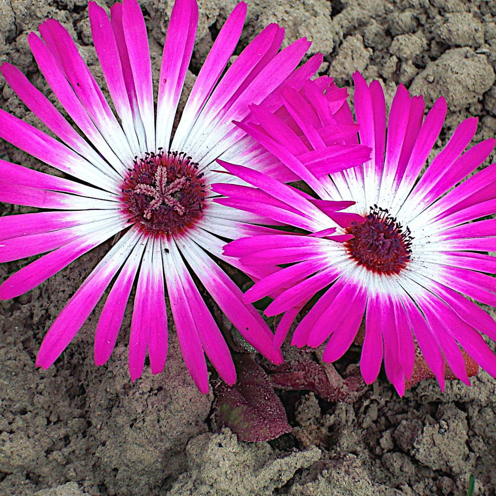 Mittagsblume