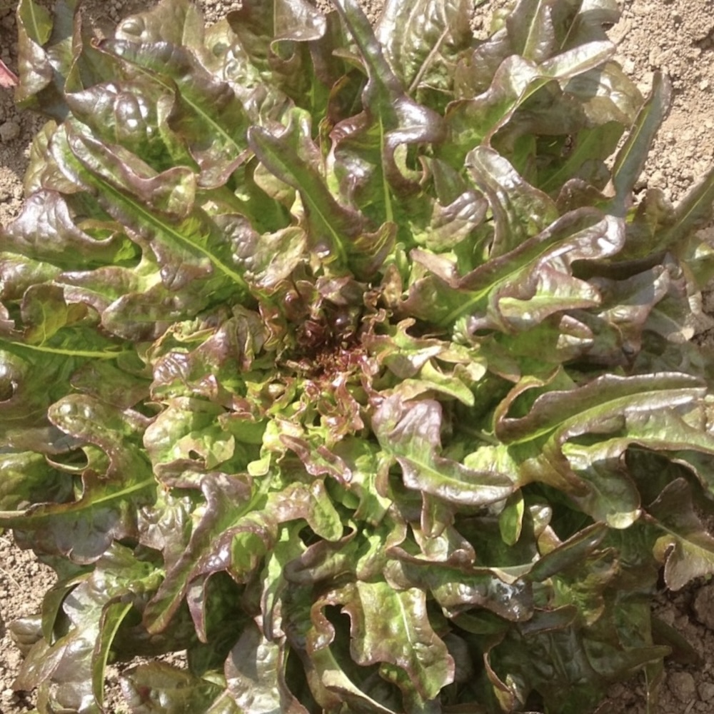 Eichblattsalat Poschiavo