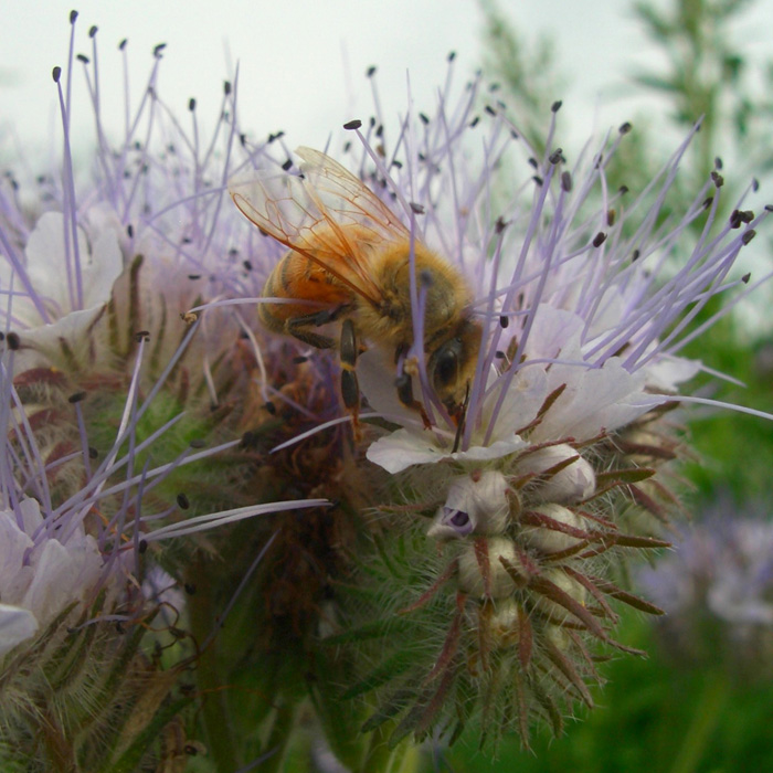 Phazelia Hohe Feinblättrige (40 m²)