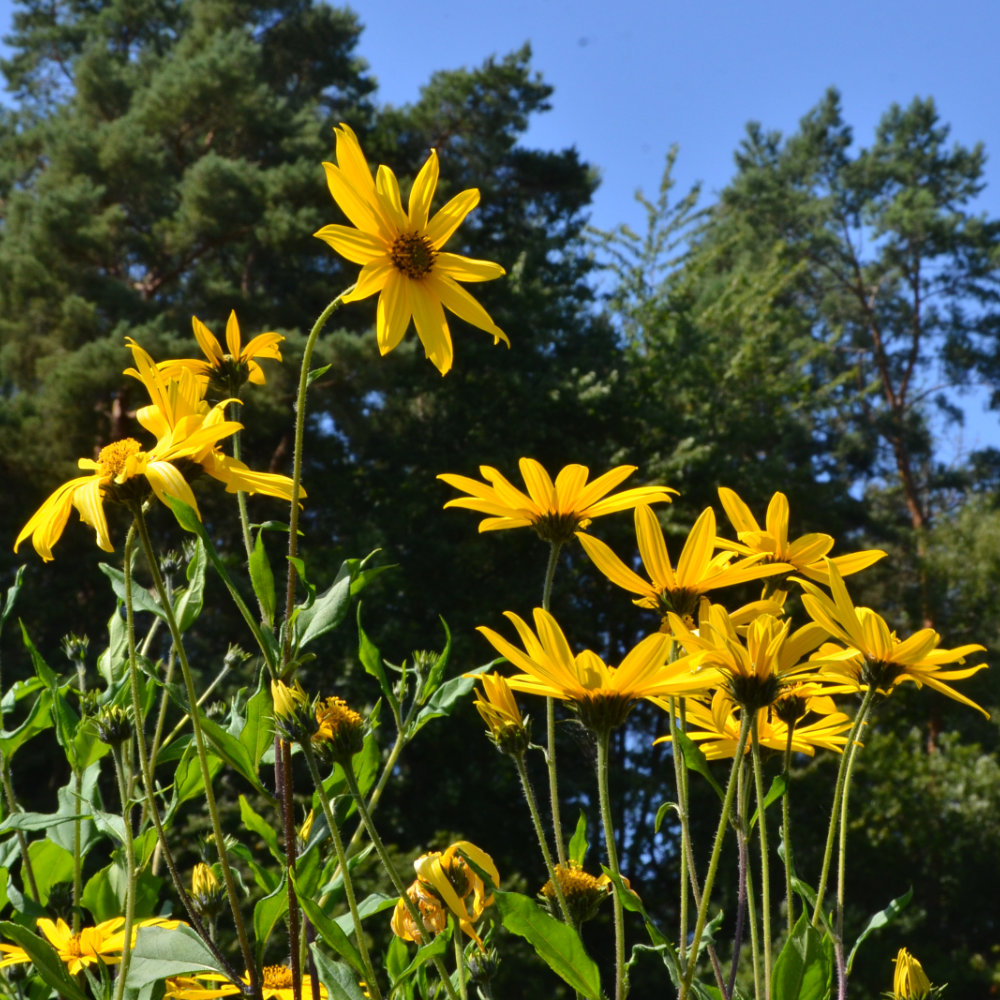 Topinambur Sonnenstrauß