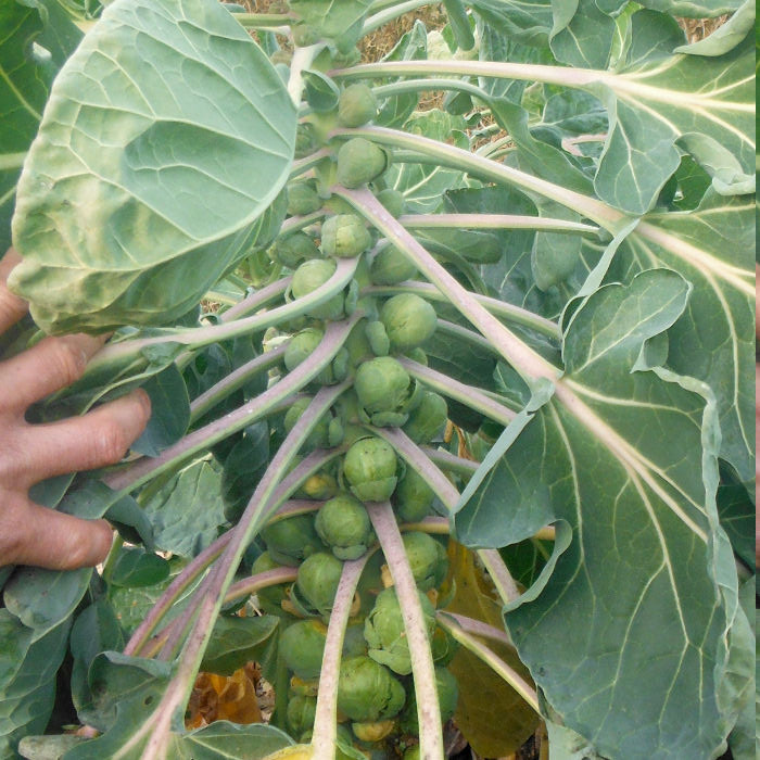 Rosenkohl Roodnerf