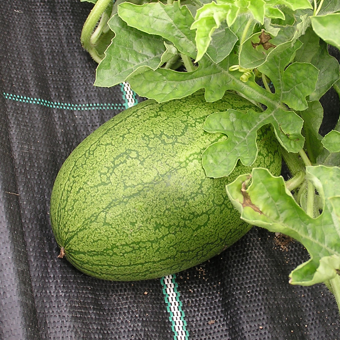 Wassermelone Sweet Siberian