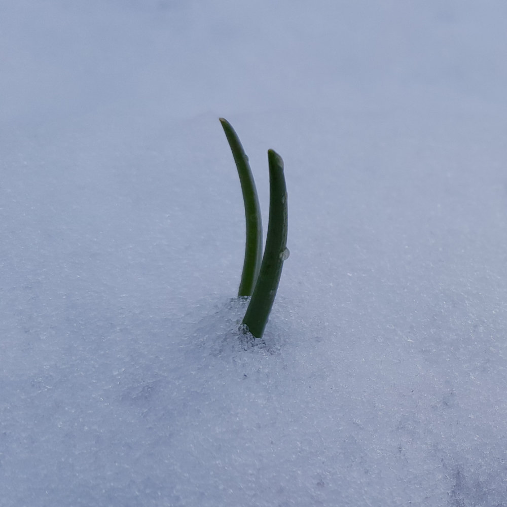 Schnittlauch Medium Leaf