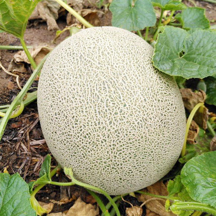 Honigmelone Berliner Netz