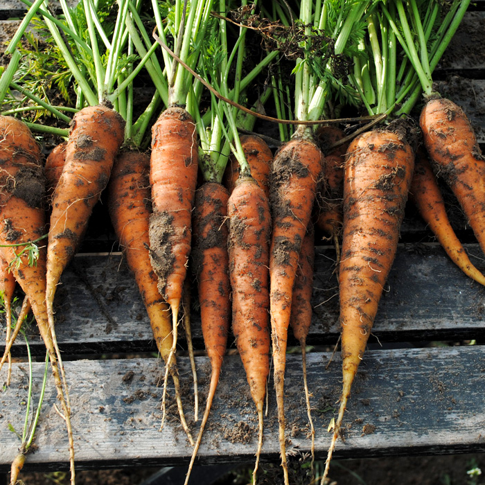 Möhre Longue de Saint-Valéry