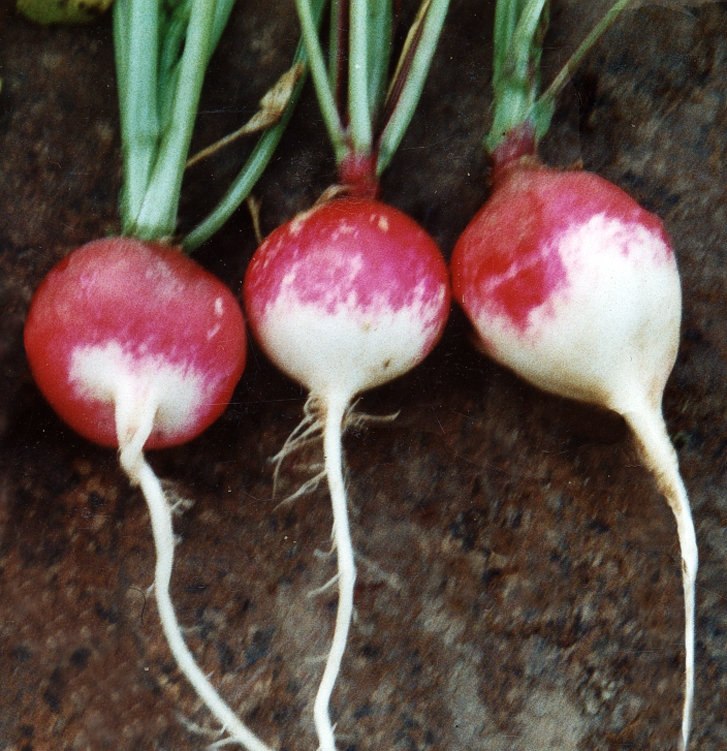Radieschen Papageno (Rundes halbrot-halbweiß)