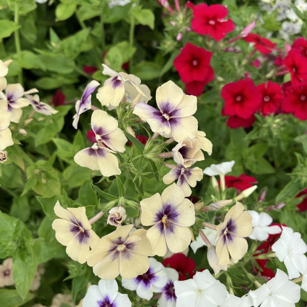 Phlox bunte Mischung