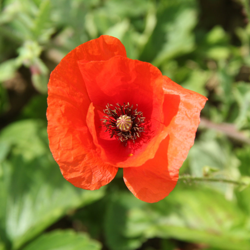 Klatschmohn