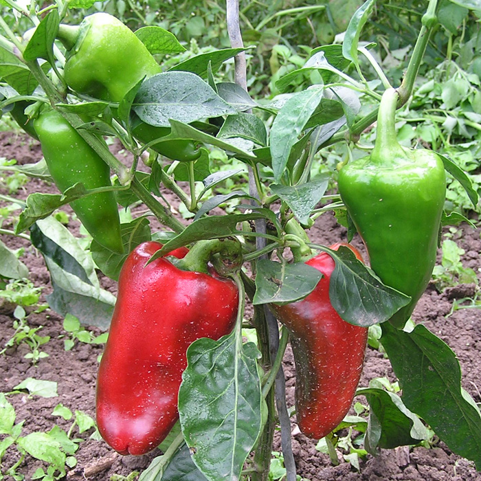 Paprika Langer Süßer