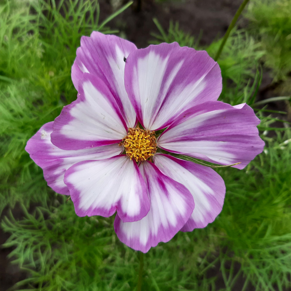 Cosmea Picotee