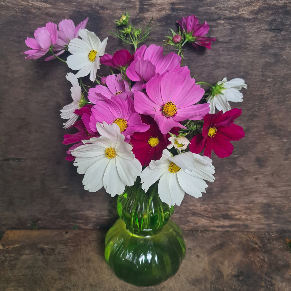 Cosmea Mischung