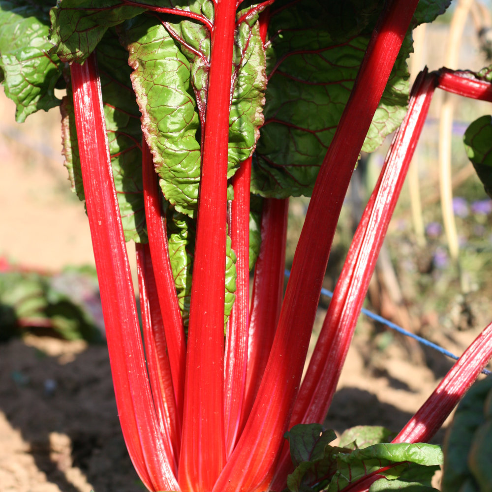 Mangold Rhubarb Chard