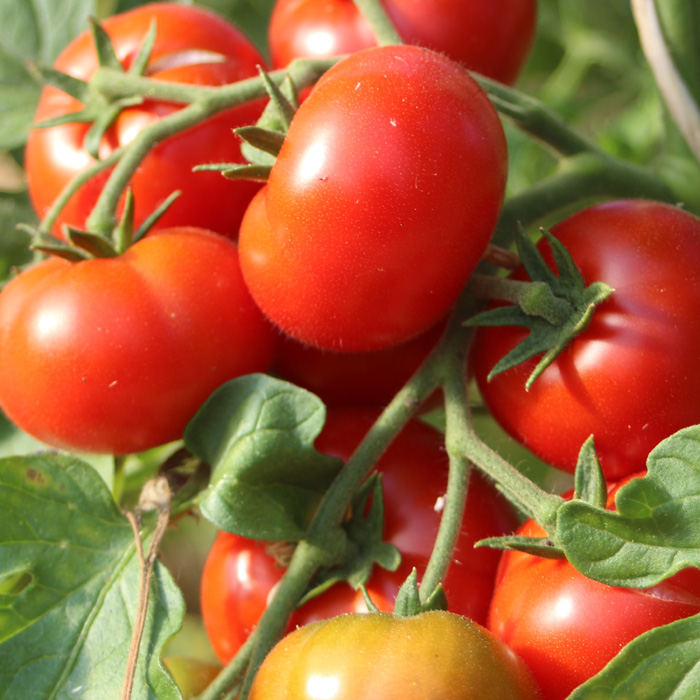 Salattomate Marglobe