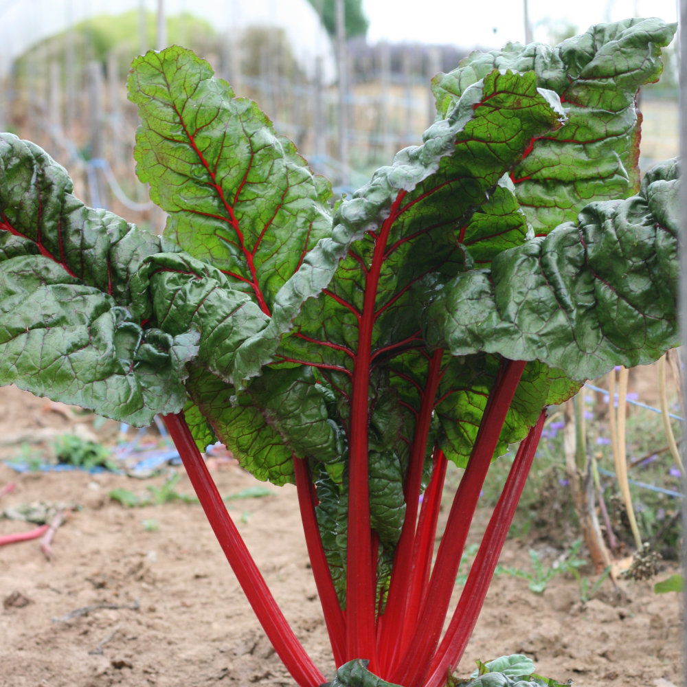 Mangold Rhubarb Chard