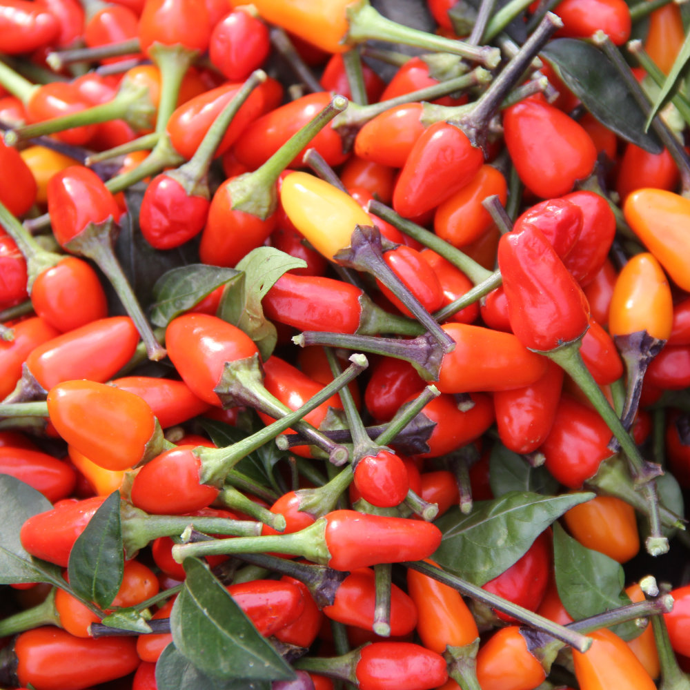 Chili Lila Luzi