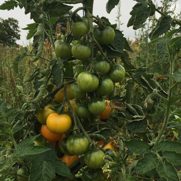 Salattomate Babelsberger Gelbe