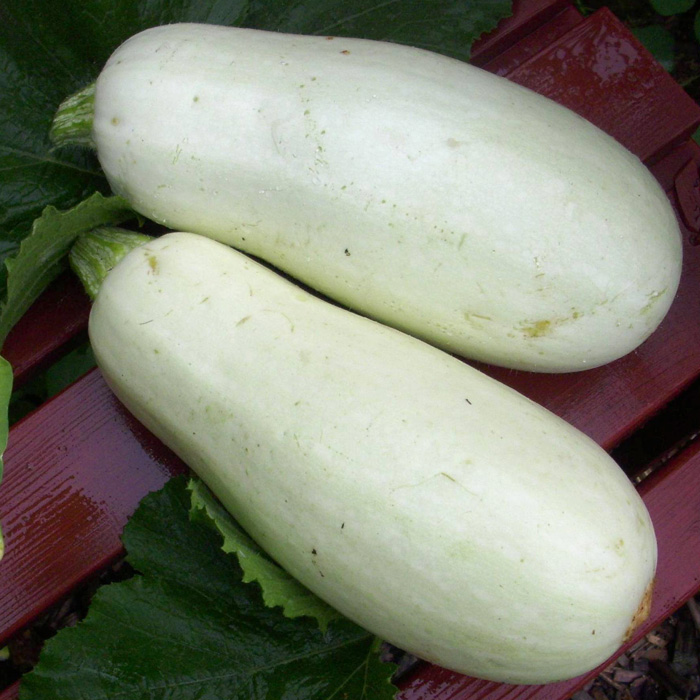 Zucchini White Bush