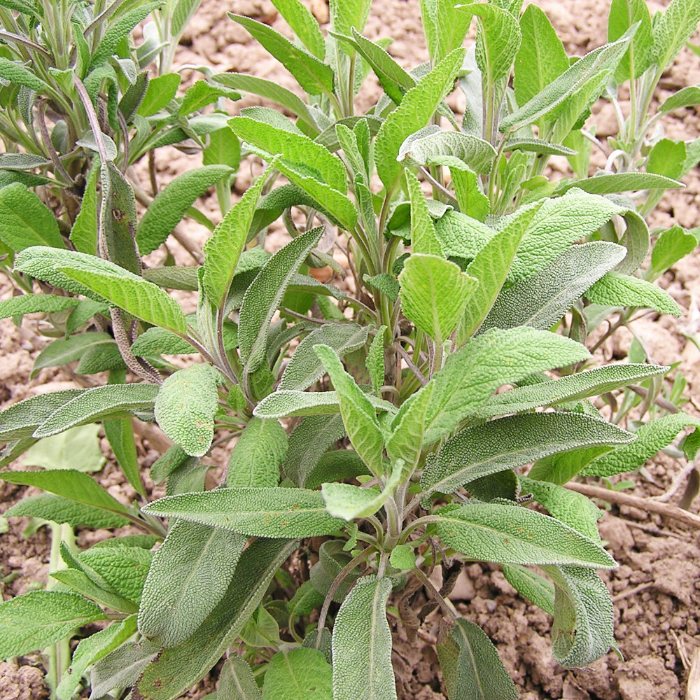 Salbei