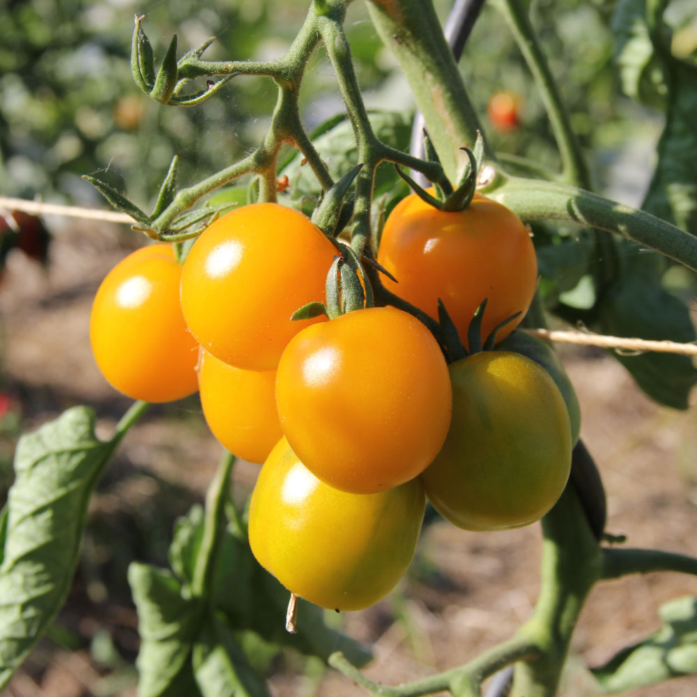 Salattomate Schönhagener Frühe