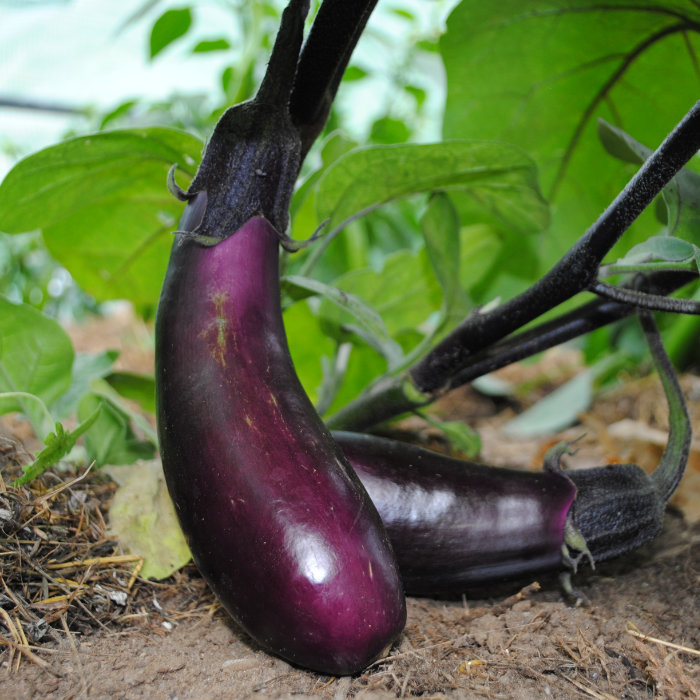 Aubergine Tommaso