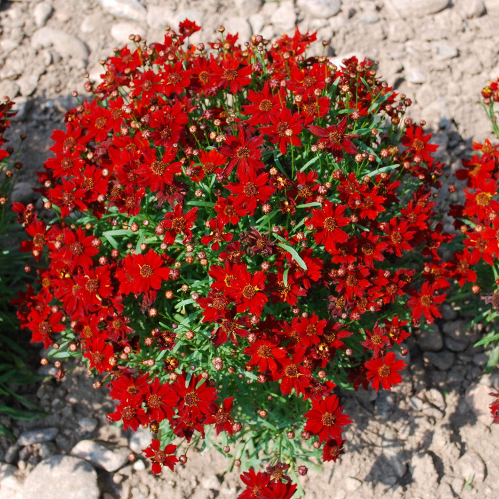 Mädchenauge, rot