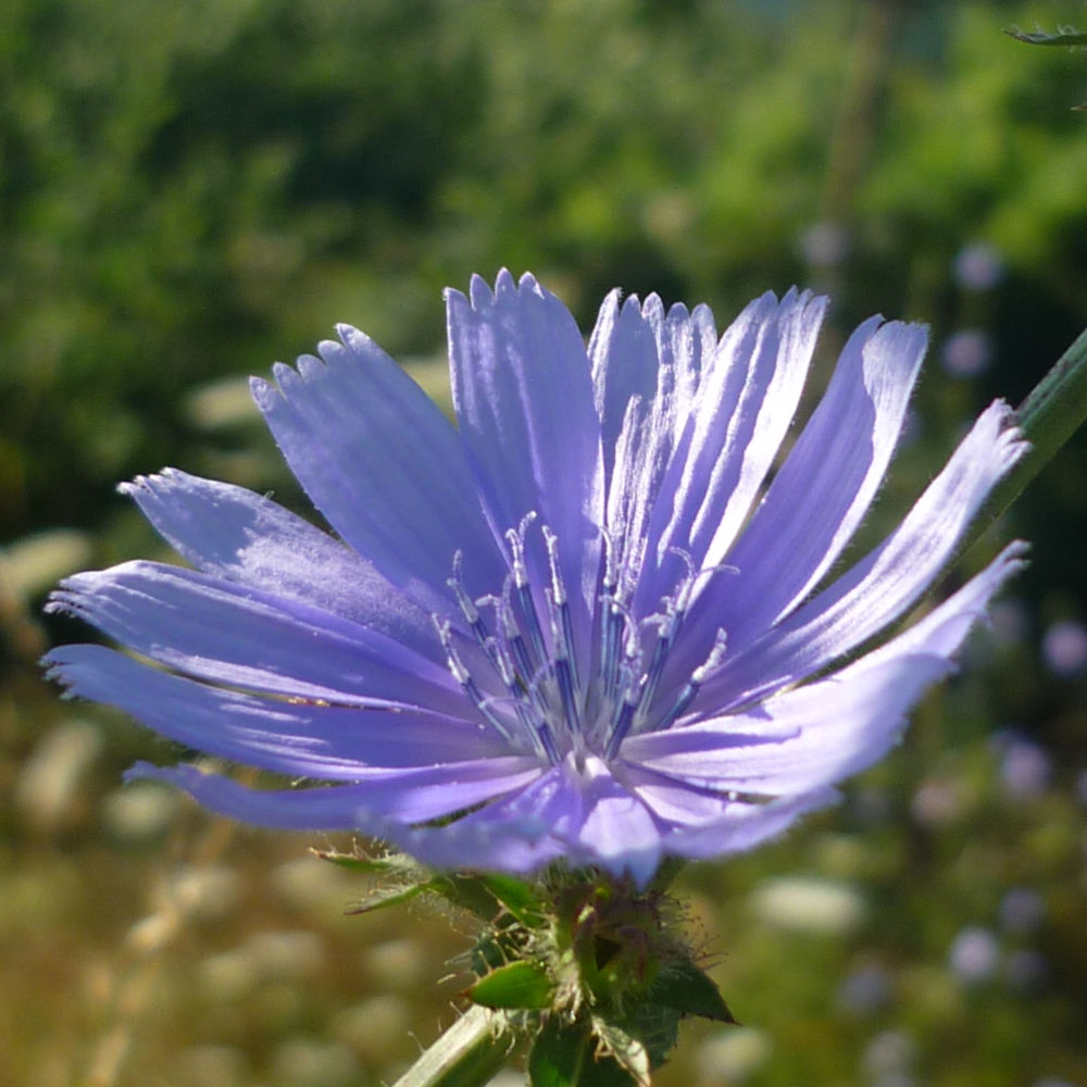 Gewöhnliche Wegwarte