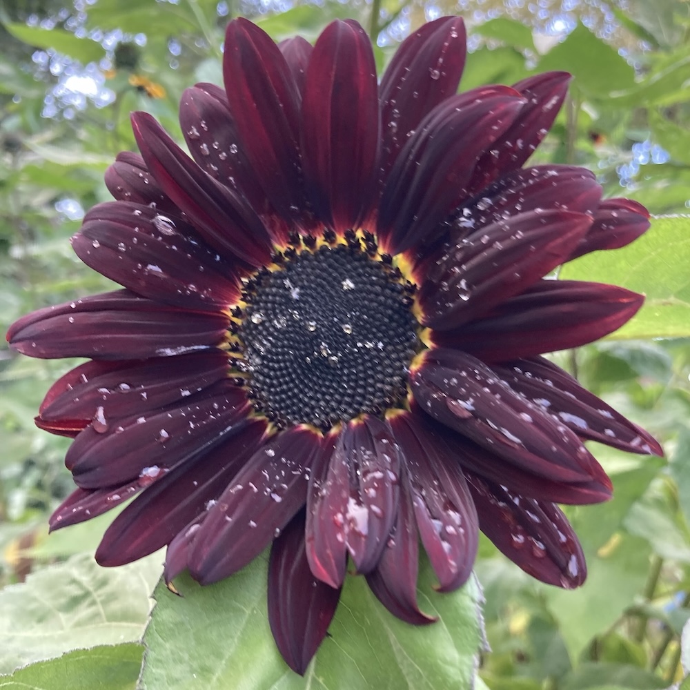 Sonnenblume, rote Mischung