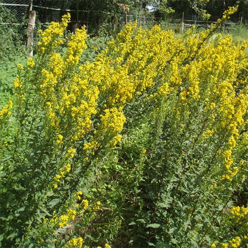 Europäische Goldrute