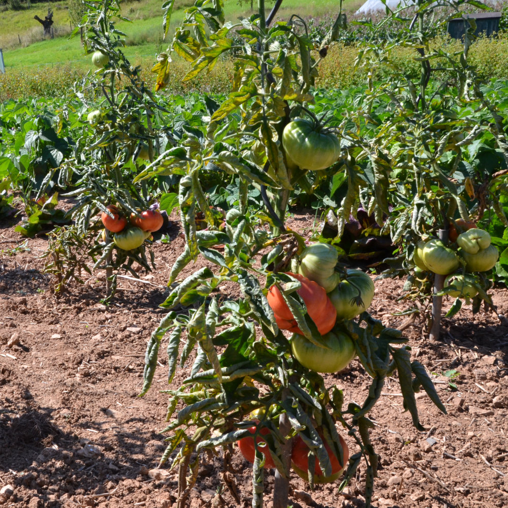 Fleischtomate Paprikaförmige (Capseya)