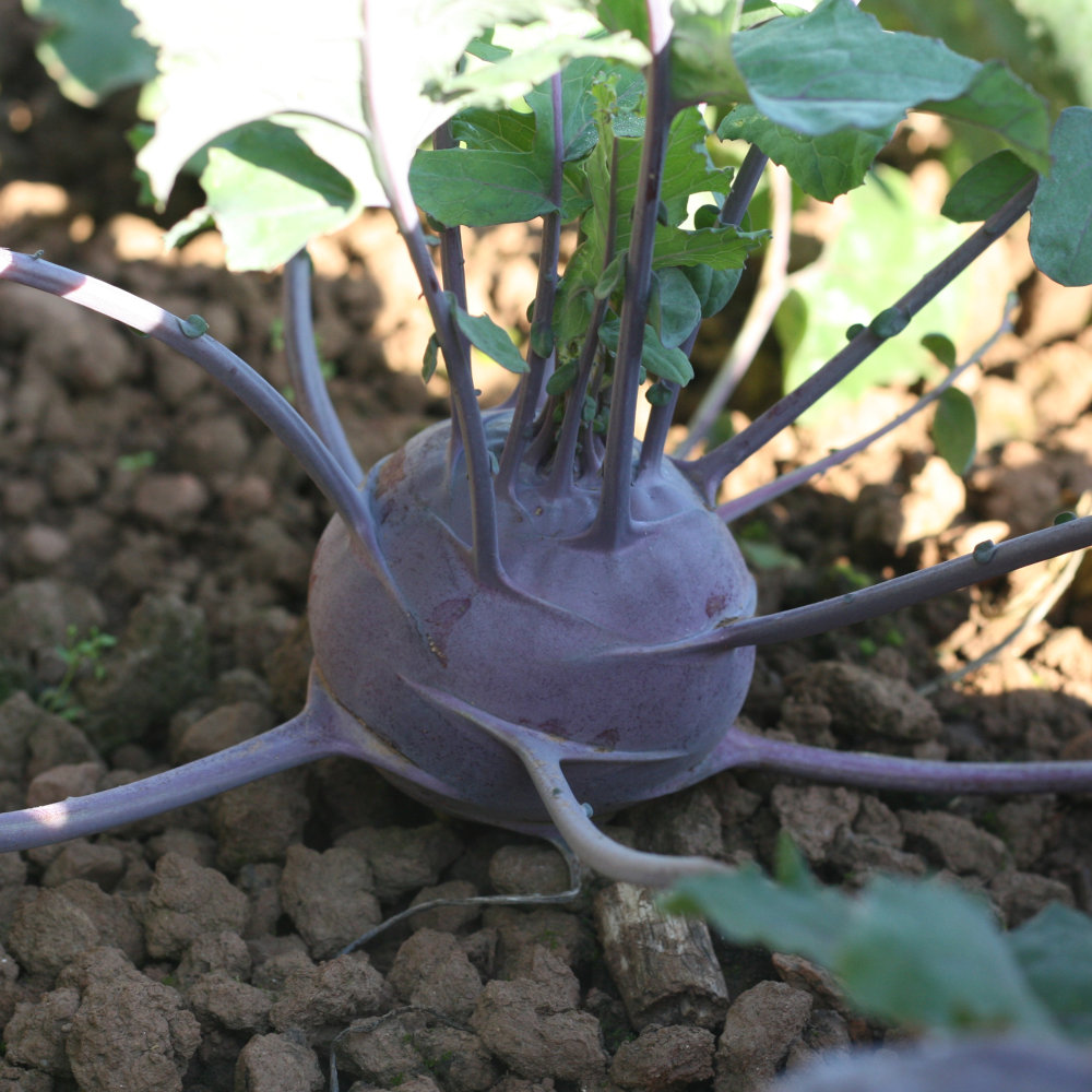 Kohlrabi Blaril