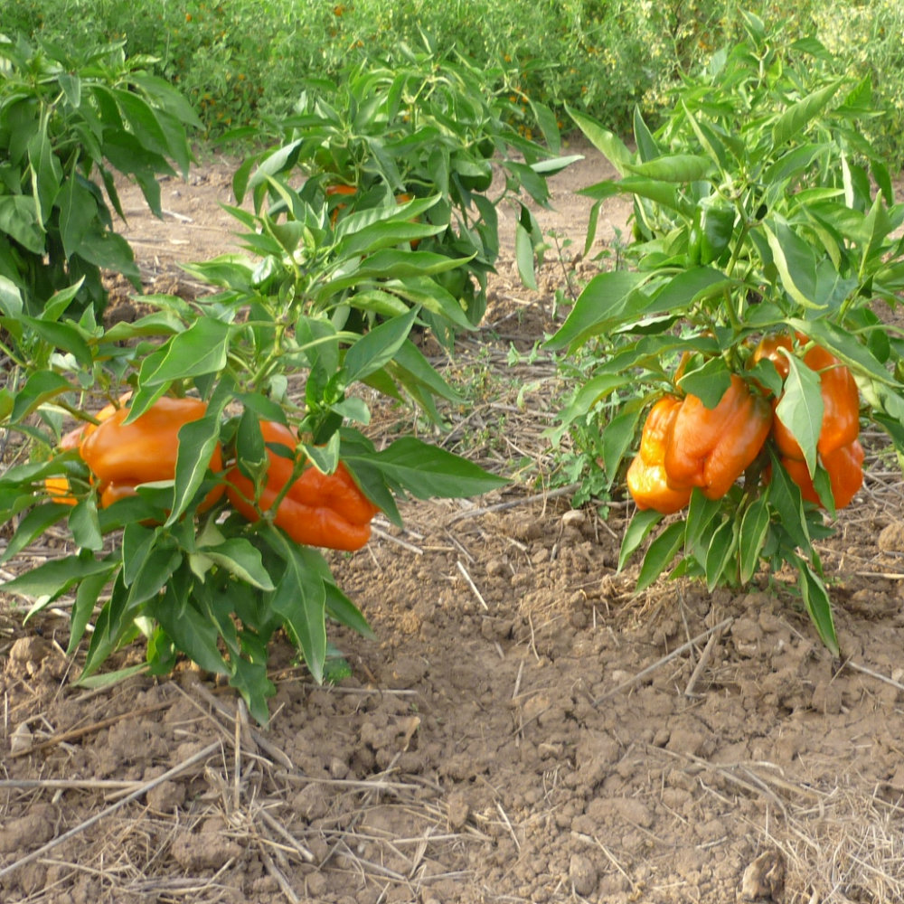 Paprika Orange Bell