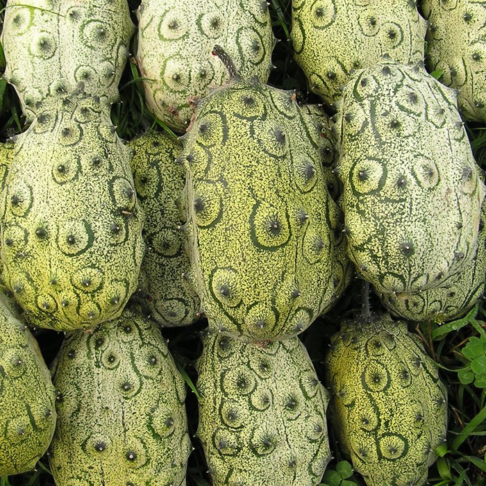 Kiwano, Zackengurke, Horngurke