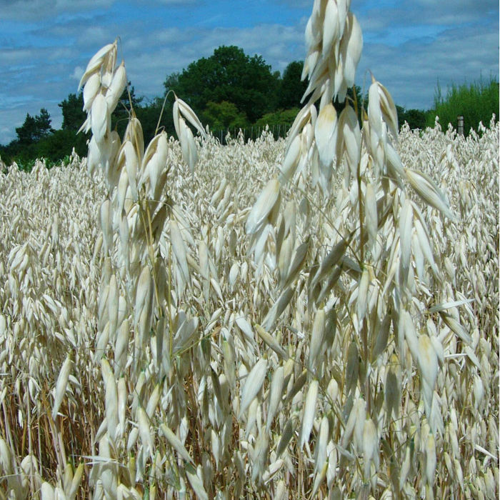 Nackthafer Landsorte aus Tschechien