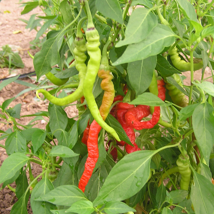 Peperoni Lombardo